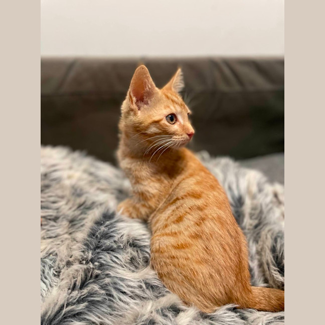 Photo of Ginge