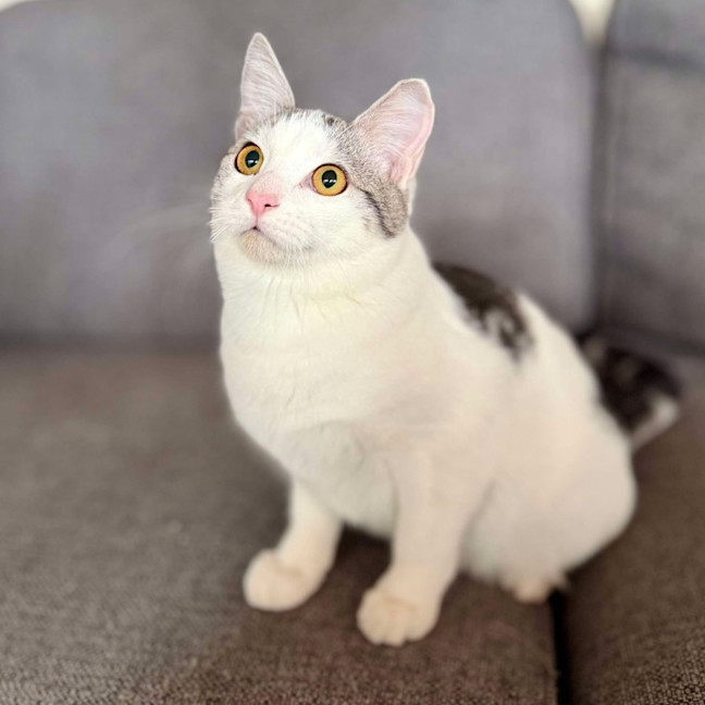 Photo of Clyde   Meet Me At Vets On Parker Templestowe