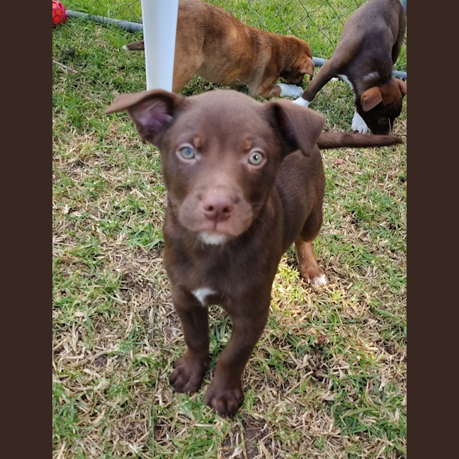 Photo of Bolt