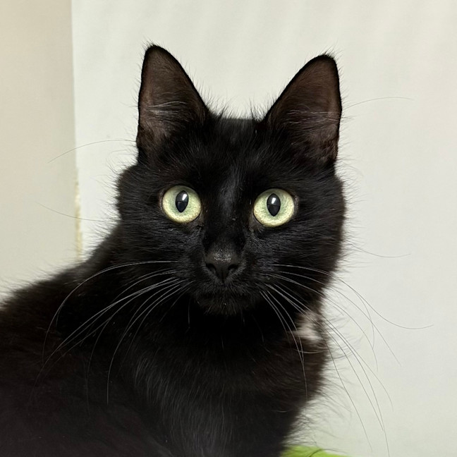 Photo of Flossie