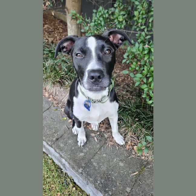 Photo of Honey   5 Month Old Staffy X Cattle Dog