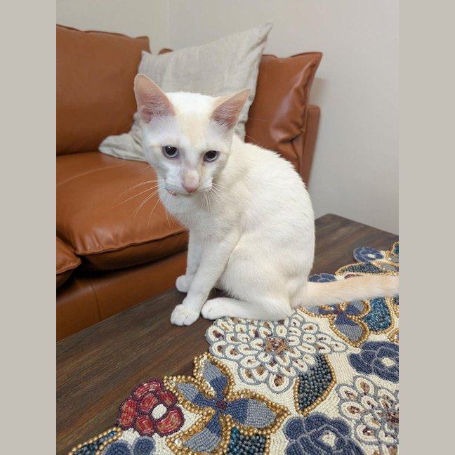 Photo of Sir Cornelius