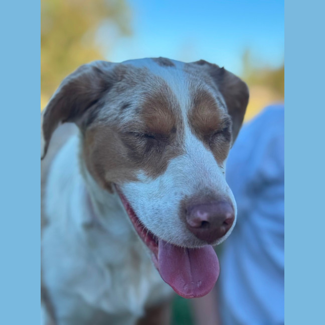Photo of Nova