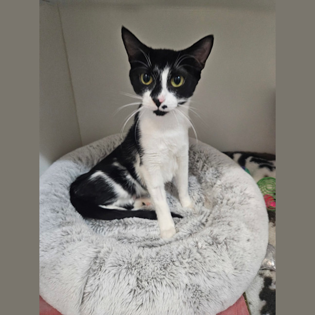 Photo of Stella
