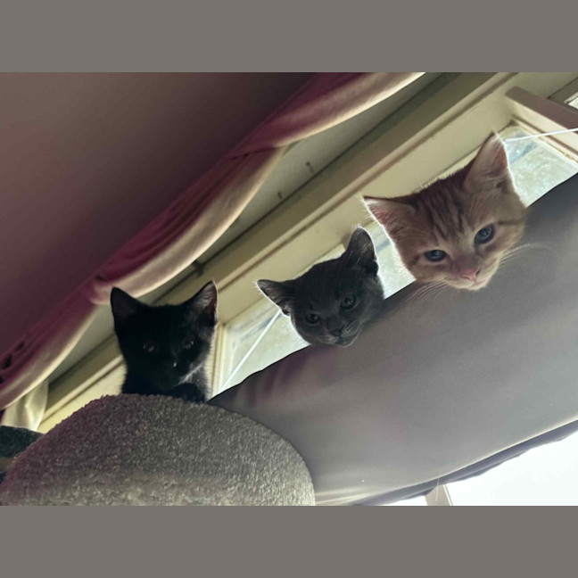 Photo of Frank   Located In Preston