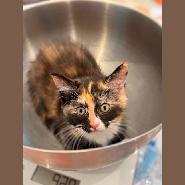 Photo of Ruby