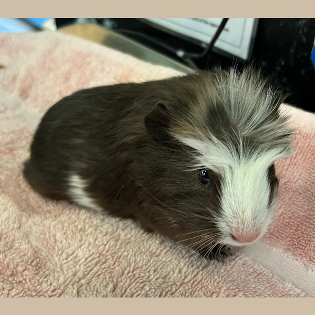 Photo of Kit Kat 