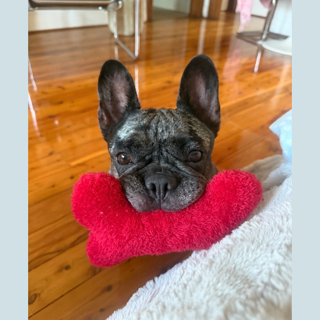 Photo of Coco   5 Year Old French Bulldog