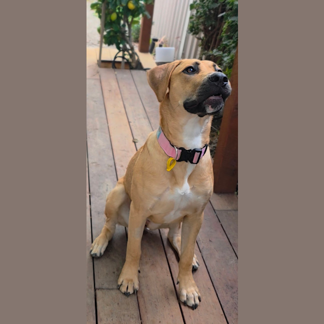Photo of Honey