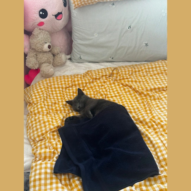 Photo of Violet