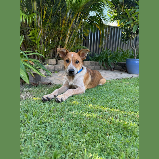 Photo of Banjo