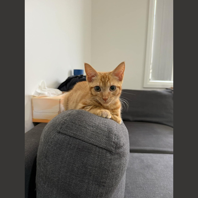 Photo of Cheeto