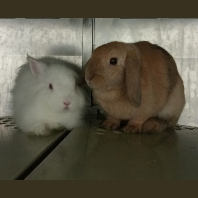 Photo of Rapunzel & Charming – At Petstock Double Bay