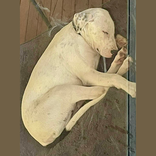 Photo of Teddy   5 Month Old Bull Arab X 