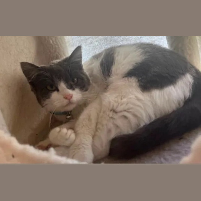 Photo of Rosie Dancer