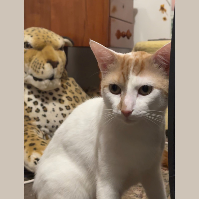 Photo of Wallace