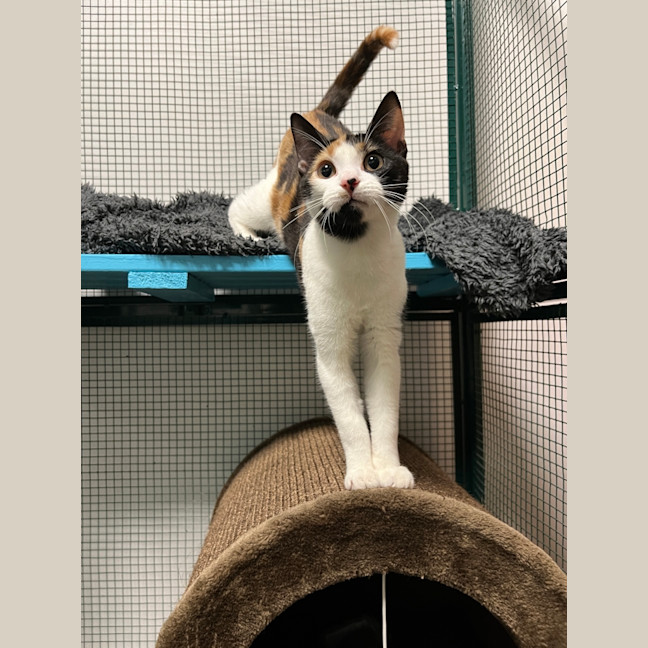 Photo of Callie Bean