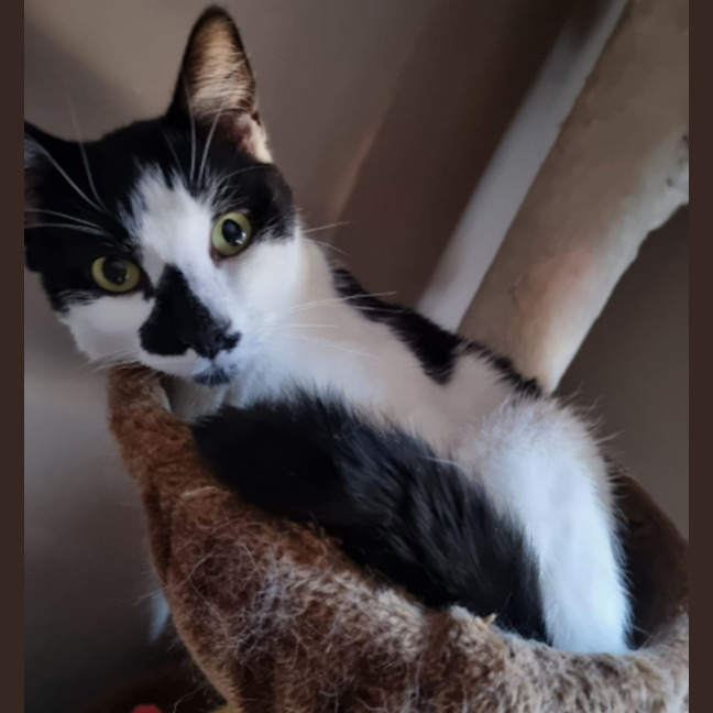 Photo of Panda   The Ultimate Mummies Boy