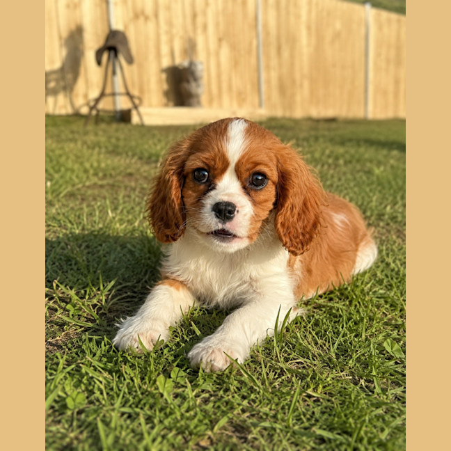 Photo of Lucy