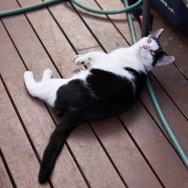 Photo of Chilli   In Foster Care In Cranbourne