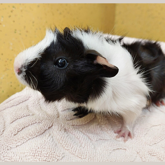 Photo of Domino