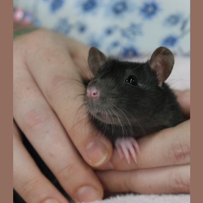 Photo of Charlee