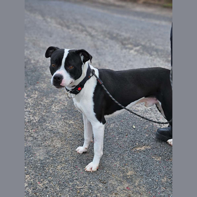 Photo of Banjo