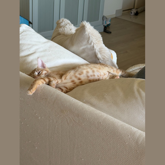 Photo of Coral & Peaches