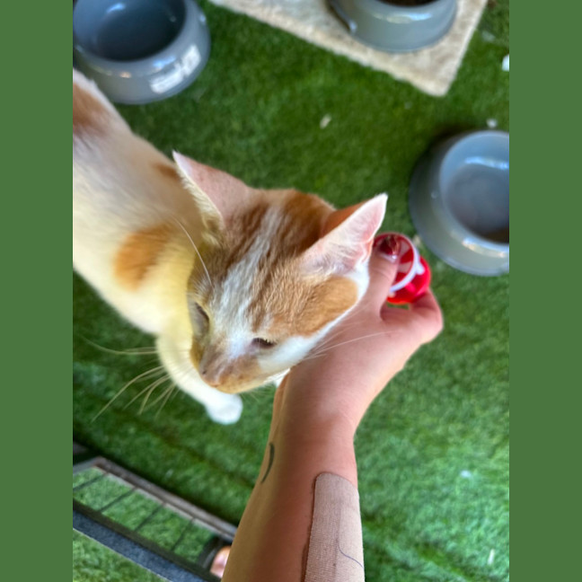Photo of Biscuit