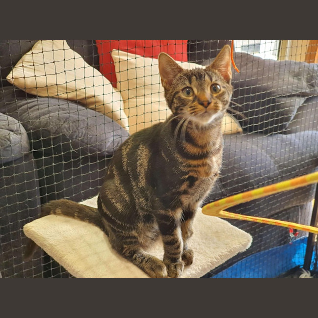 Photo of Ceasar ** 2nd Chance Cat Rescue**