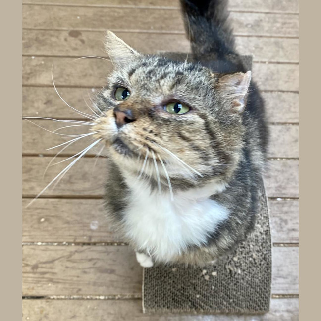 Photo of Bartholomew Ragamuffin