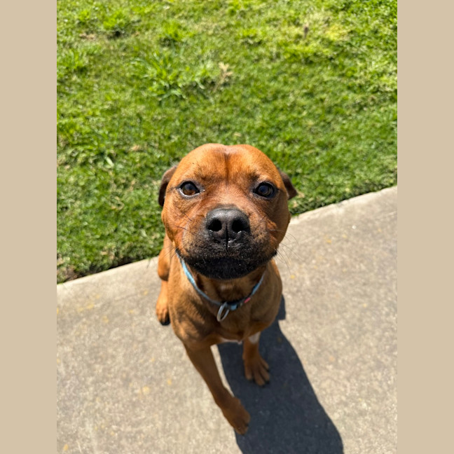 Photo of Tyson 