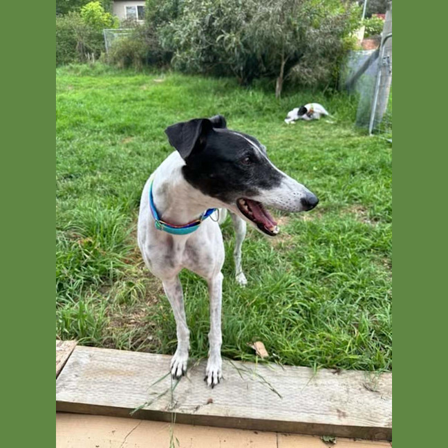 Photo of Bucket Girl, The Greyhound