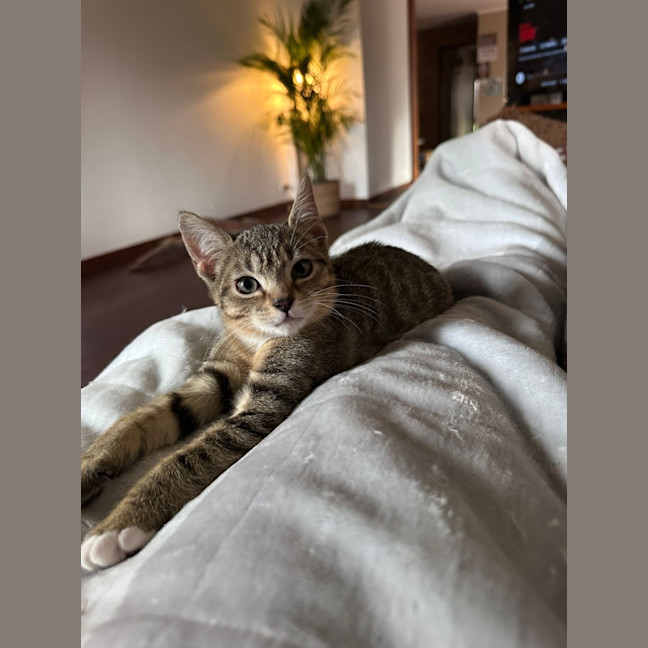 Photo of Yoshi
