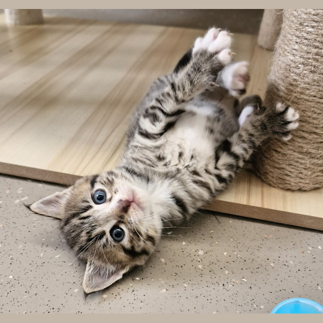 Photo of C1336 Batman