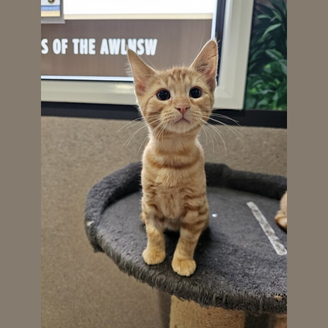 Photo of Lynx