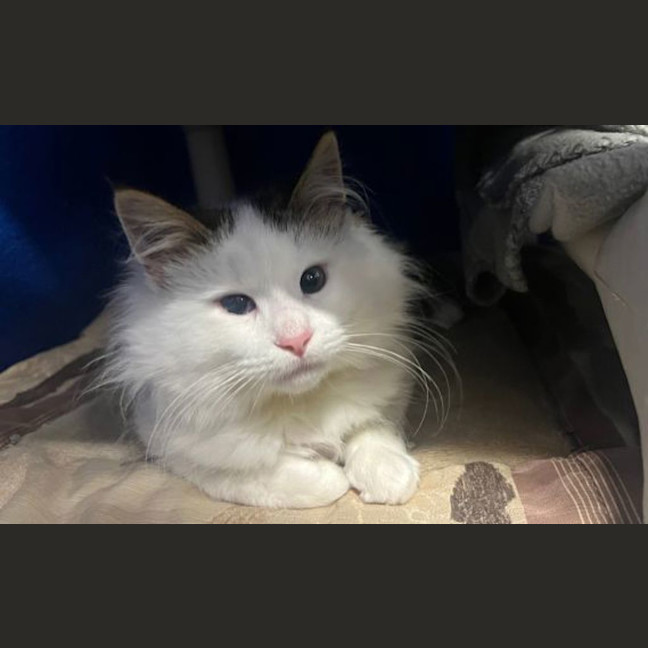 Photo of Kimba