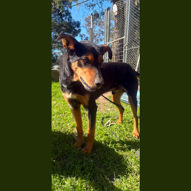 Photo of Buddy   9 Year Old Kelpie