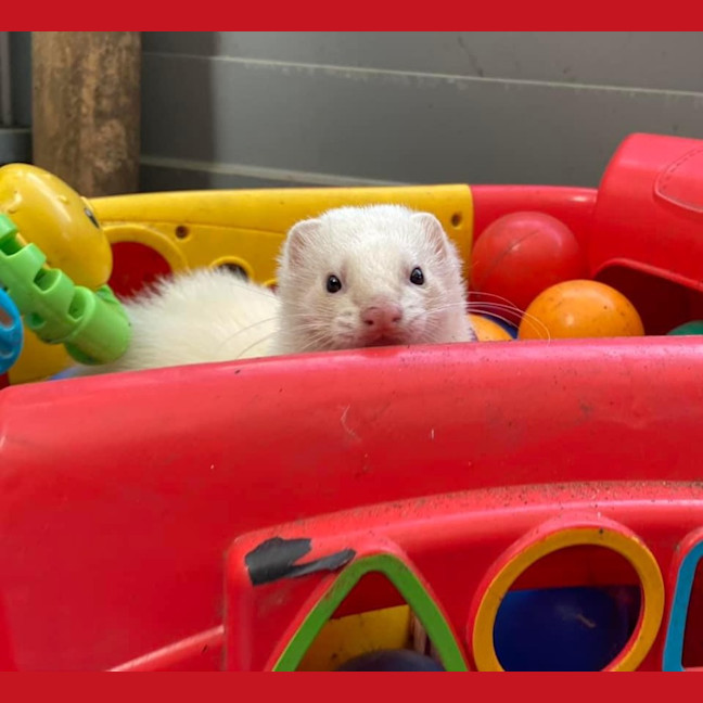 Photo of Sid & Digby