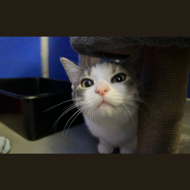 Photo of Minty