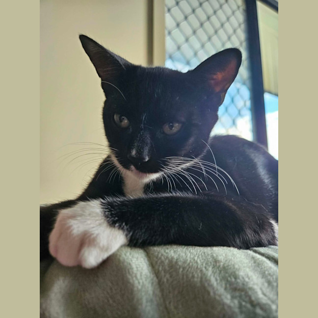 Photo of Frankenstein