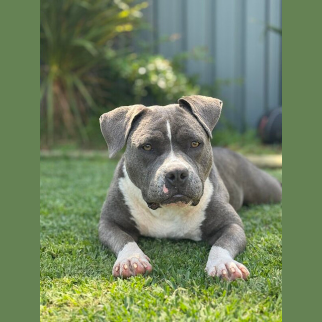 Photo of Tikki