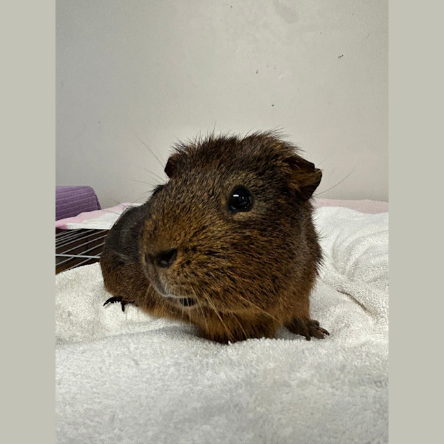 Photo of Oinker 