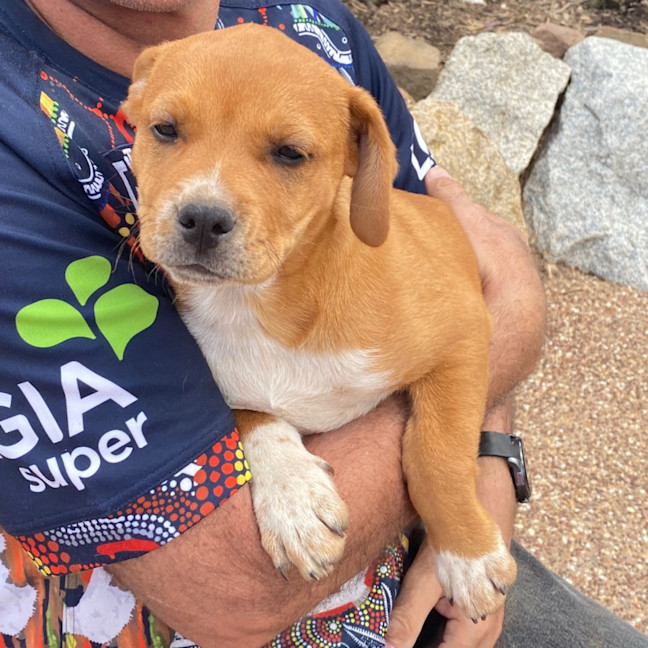 Photo of Ginger