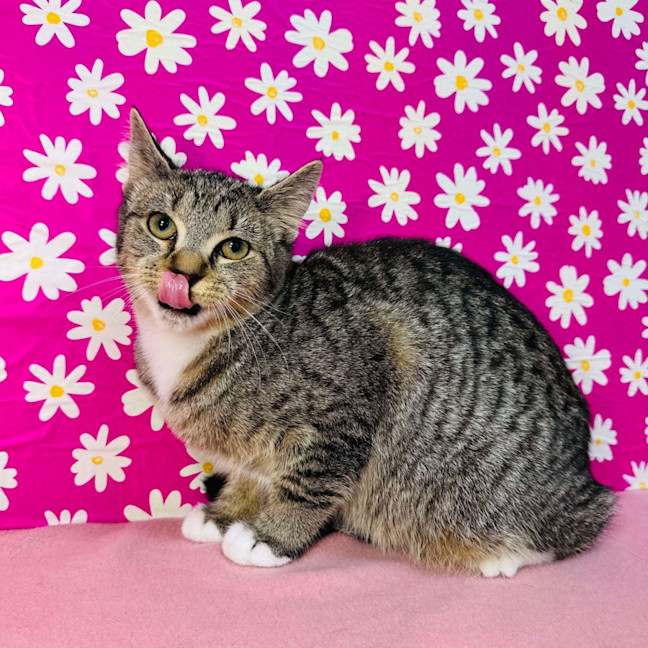 Photo of Amy   Located In Westmeadows