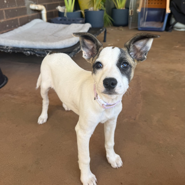 Photo of Rosie