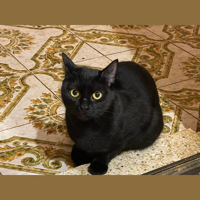 Photo of Nala