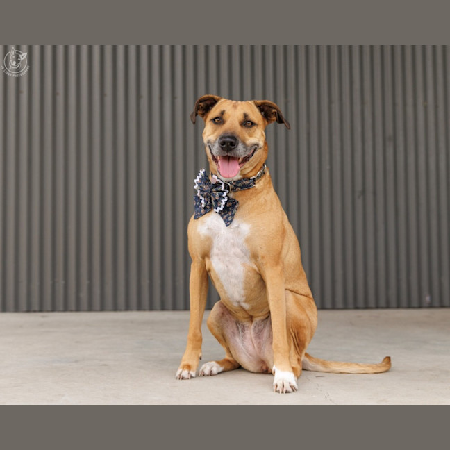 Photo of Gidget   6 Year Old Staffy X Mastiff