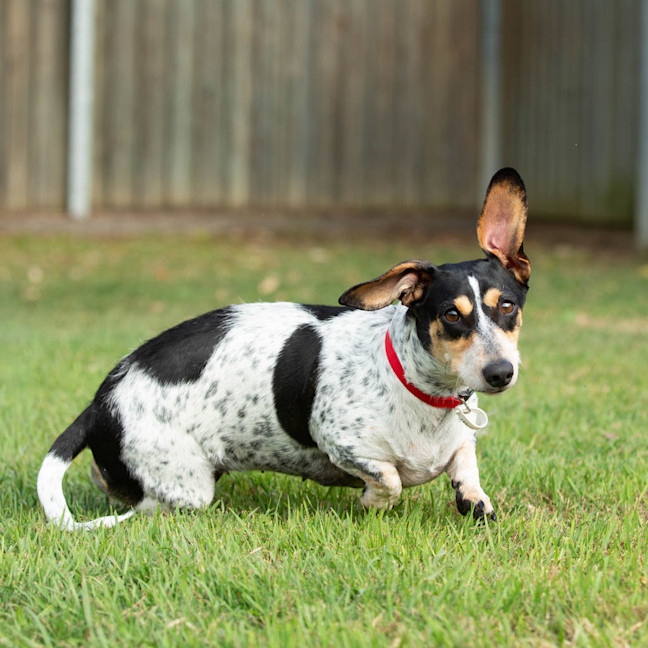 Photo of Pretzel
