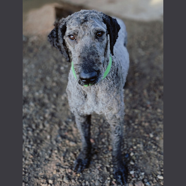 Photo of Bosco